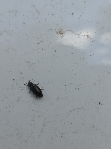 iNaturalist observation photo of Beetles