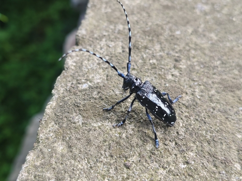 Citrus Longhorn Beetle