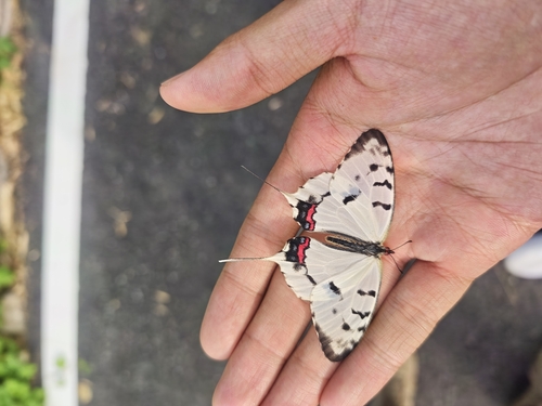 Dragon Swallowtail