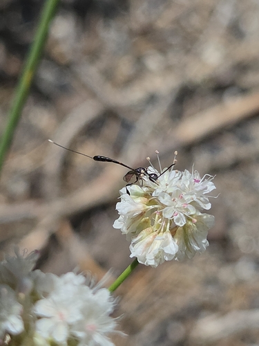 iNaturalist observation photo of Carrot Wasps
