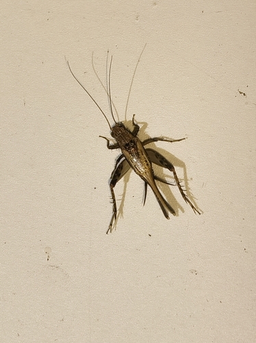 Polionemobius taprobanensis