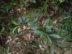Maesa japonica