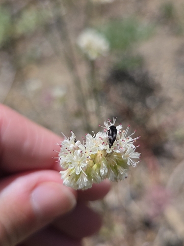 iNaturalist observation photo of Tumbling Flower Beetles