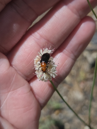 iNaturalist observation photo of Blister Beetles