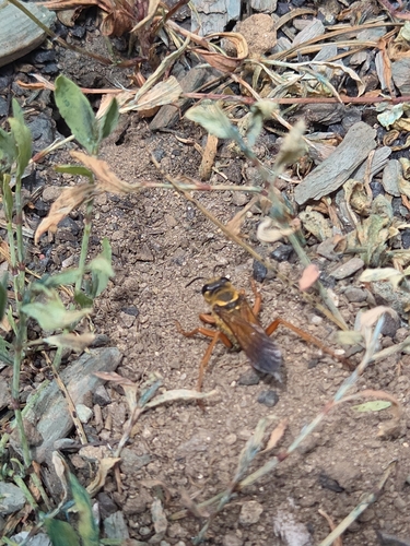 iNaturalist observation photo of Sphex