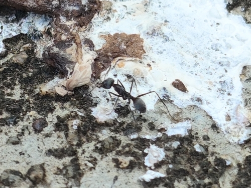 Asian Tyrant Ant