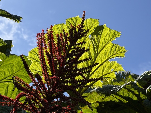 Gunnera kauaiensis observed 2026-02-05
