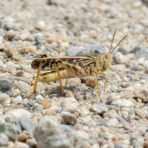 Haldeman's Grasshopper photo 5