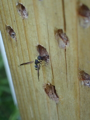 Parancistrocerus declivatus