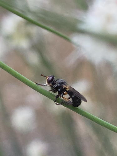 iNaturalist observation photo of Thick-headed Flies