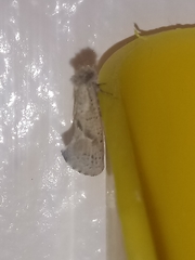 Acrolophus kearfotti