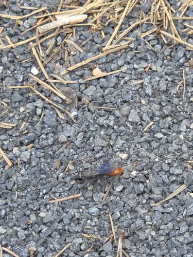 iNaturalist observation photo of Sphex