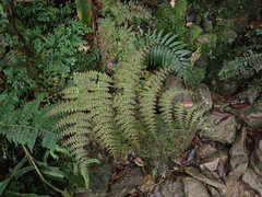 Dryopteris paleolata