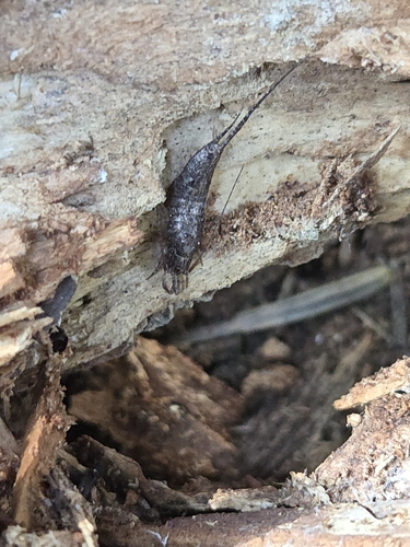 iNaturalist observation photo of Jumping Bristletails
