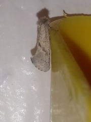 Acrolophus kearfotti