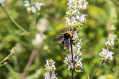 Bombus crotchii