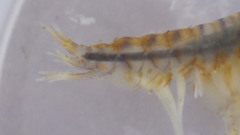 Gammarus fasciatus