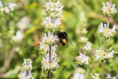 Bombus crotchii