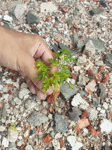 Chinaberry