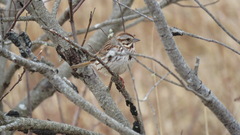 Melospiza melodia image