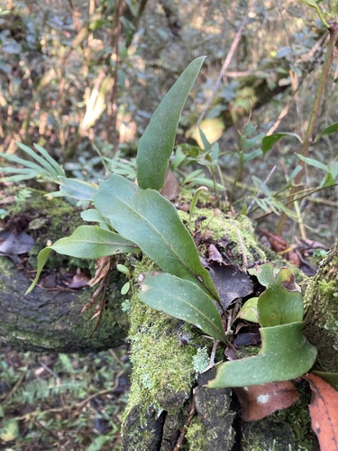 Pleopeltis macrocarpa, photograph 2