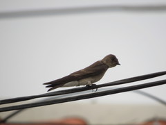 Stelgidopteryx serripennis