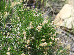 Ericameria cooperi