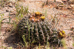 Ferocactus viridescens