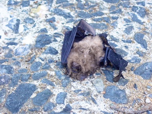 Hipposideros galeritus observed 2023-08-18