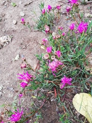 Lampranthus spectabilis