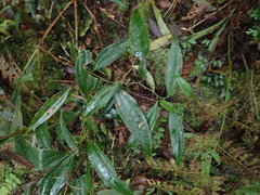 Smilax lanceifolia