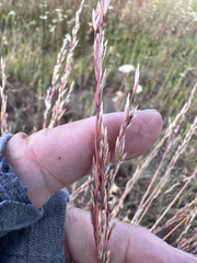 Poa secunda, photograph author not stated, no rights reserved