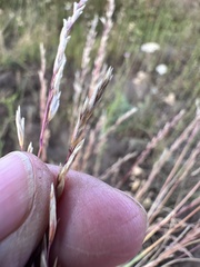 Poa secunda, photograph author not stated, no rights reserved