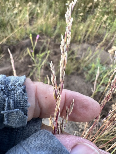 Poa secunda, photograph 3
