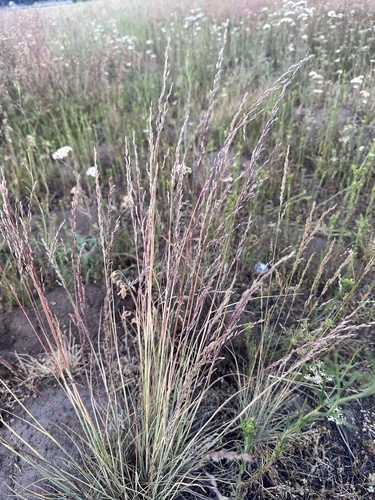 Poa secunda, photograph 4