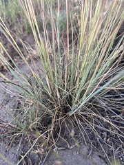 Poa secunda, photograph author not stated, no rights reserved