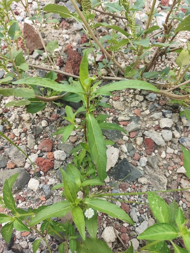 False Daisy