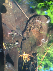 Juga plicifera