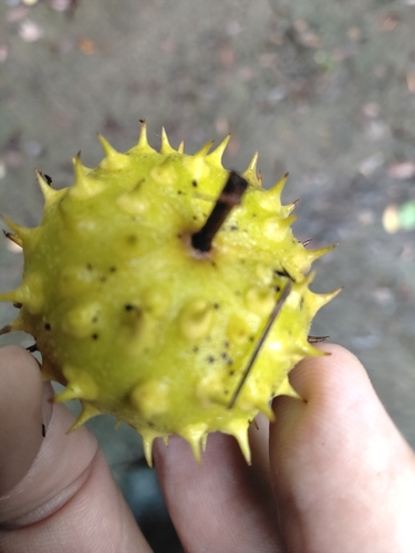 Buettneria observed 2026-07-15