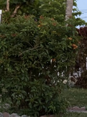 Hamelia patens glabra