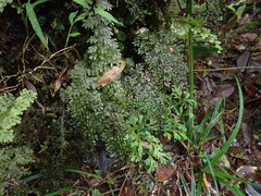 Hymenophyllum badium
