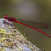 Scarlet Kauai Damselfly - Photo (c) Diana-Terry Hibbitts, some rights reserved (CC BY-NC), uploaded by Diana-Terry Hibbitts