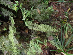 Hymenophyllum badium