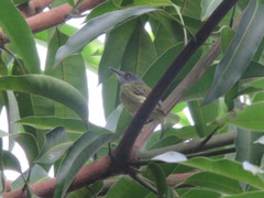 Todirostrum maculatum
