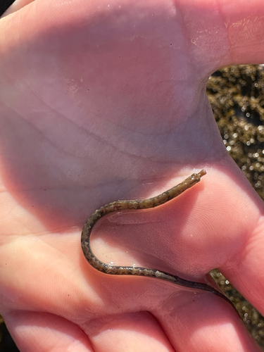 Shortsnout pipefish (Lissocampus filum) — Syngnathidae — 3