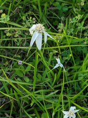 Rhynchospora latifolia image