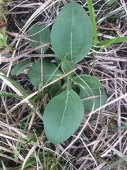 Helianthus occidentalis