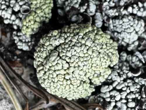 Soil Paint Lichen