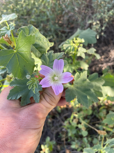 Australian Hollyhock