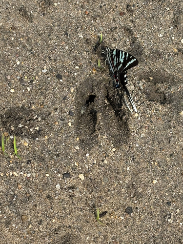iNaturalist observation photo of Zebra Swallowtail